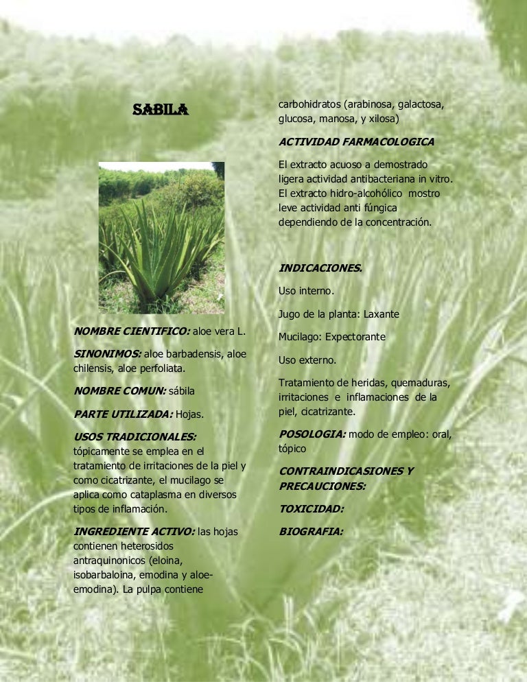 Sabila aloe vera nombre cientifico